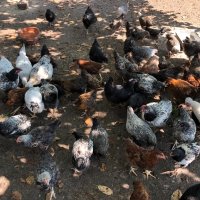 Катунски пилета и кокошки , снимка 9 - Кокошки и пуйки - 41230194
