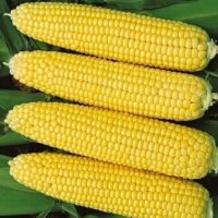 Ранна сладка царевица реколкта 2024, снимка 1 - Други стоки за дома - 40618977