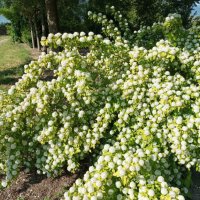 Физокарпус жълт, Physocarpus opulifolius ‘Dart’s Gold’, снимка 5 - Градински цветя и растения - 39879732