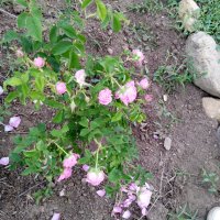 Градински храстовидни рози ,ароматни, снимка 6 - Градински цветя и растения - 33266169