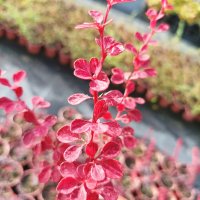 Берберис Розов блясък, Berberis thunbergii 'Rose Glow', студоустойчив!!, снимка 2 - Градински цветя и растения - 42722622