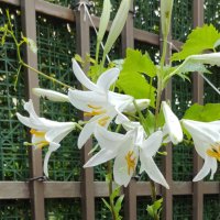 🎉Заявки само пролетта Божествено ухание Бял лилиум (Lilium candidum,  White lily), снимка 2 - Градински цветя и растения - 41484830