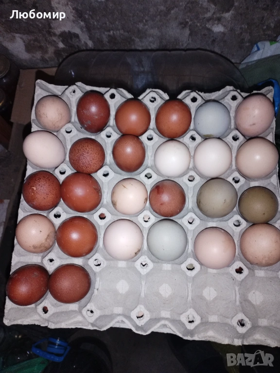 Продавам оплодени яйца за люпене, снимка 1