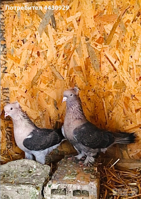 Мардини декорация и игра, снимка 1