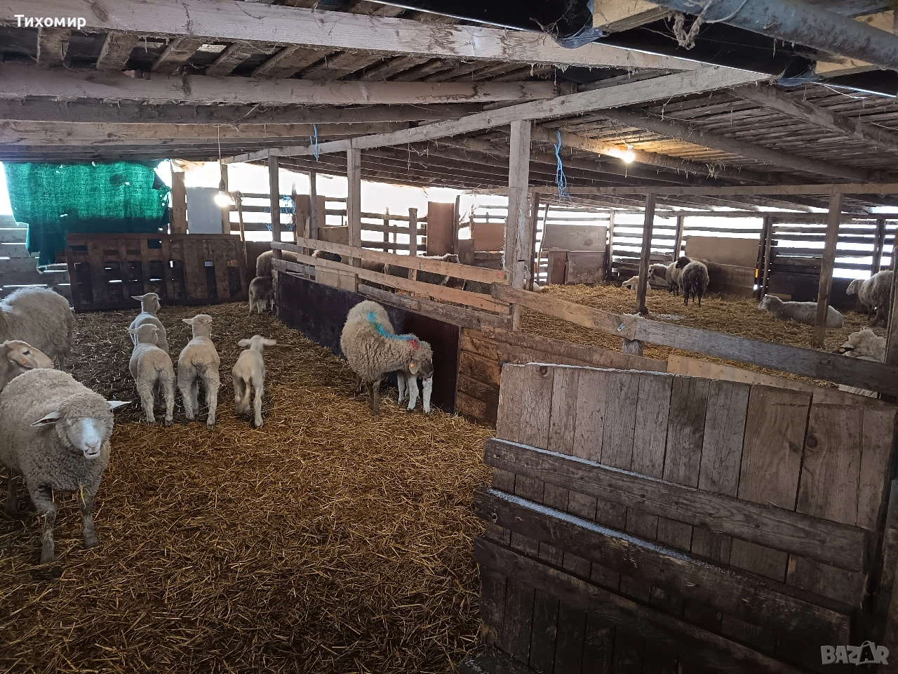 продавам агънца-23+кг, снимка 1