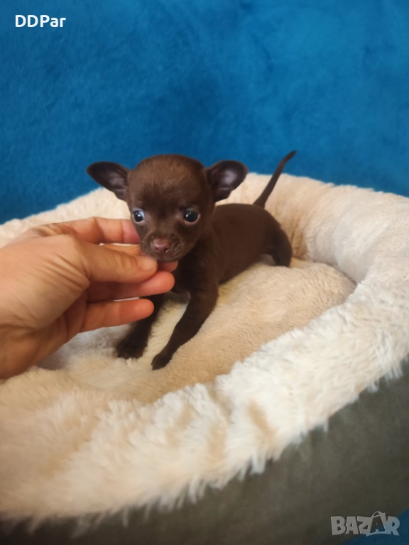Мини чихупинчери , снимка 1