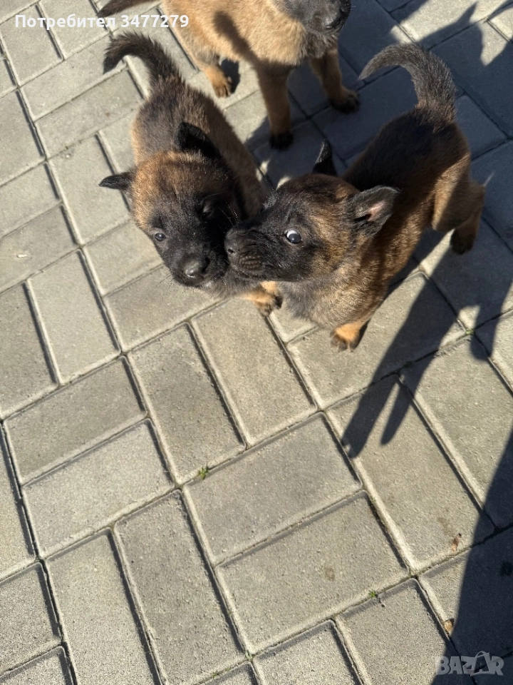 Белгийски овчарки, снимка 1