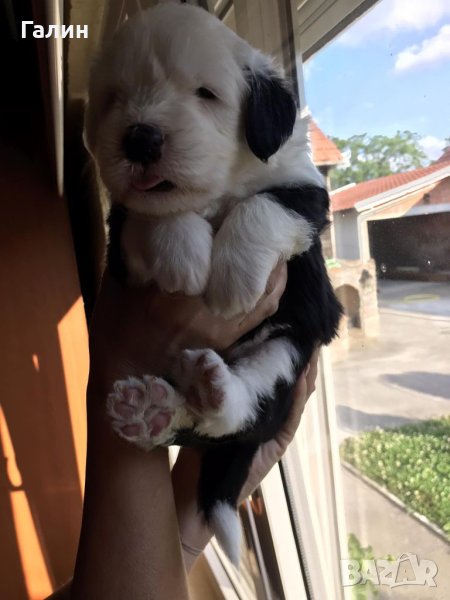 Бобтейл/ Староанглийска овчарка,бобтейл с родословие , снимка 1