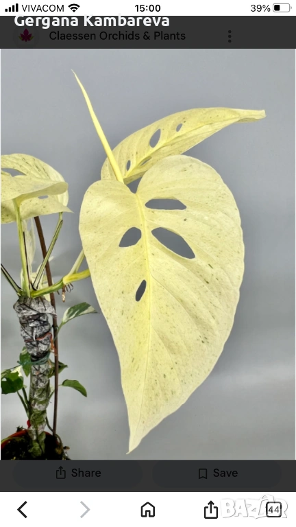 Monstera Laniata Mint variegated , снимка 1