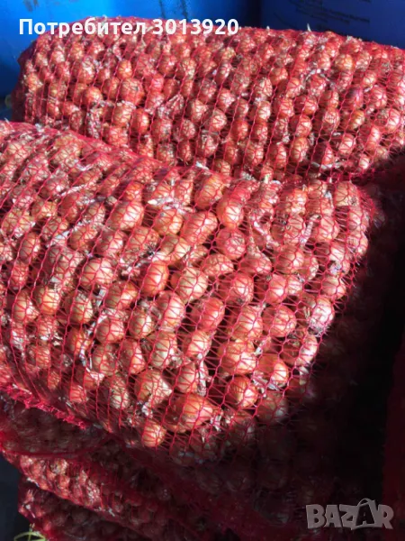 Арпаджик, Арпаджикова Балучка и Черно Семе– сорт “Лясковски“, снимка 1