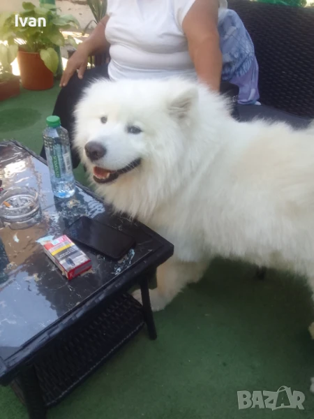 Самоед. За разплод , снимка 1