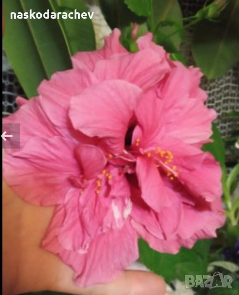 Китайски рози цвят розов кичест пълен, снимка 1