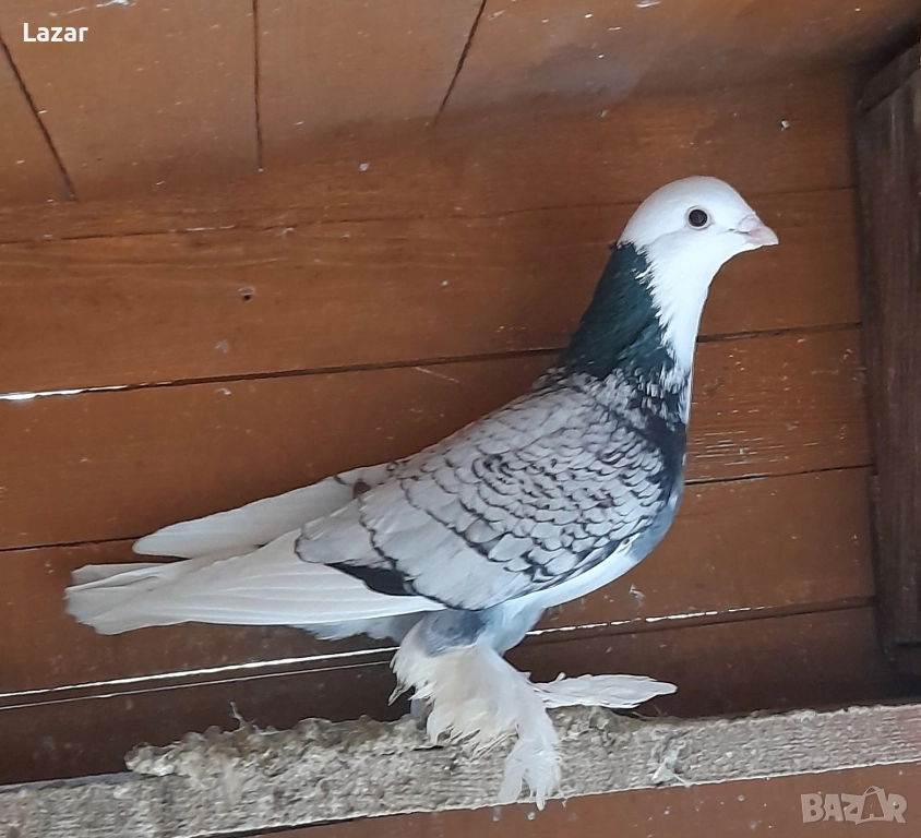 Продавам гълъбите от снимките, снимка 1