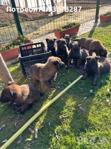 Белгийска овчарка малиноа, снимка 7 - Белгийска овчарка - 52822015