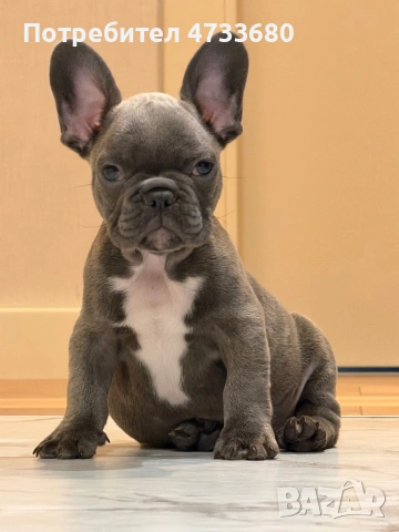 Френски булдог blue