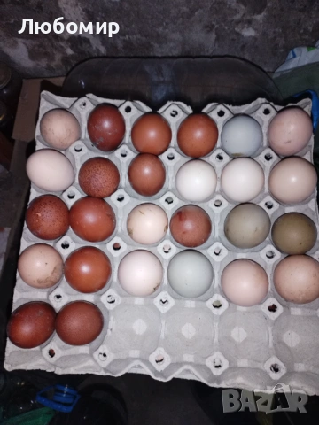 Продавам оплодени яйца за люпене