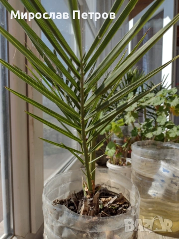 Подаръчна кутия за кюлче на Фибанк