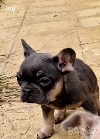 Френско булдоче лилак тан