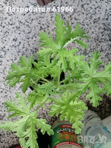 Красиво Холандско и българско индришета! , снимка 7 - Градински цветя и растения - 46921059