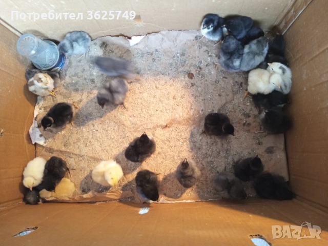 кокошки, снимка 5 - Кокошки и пуйки - 53858497