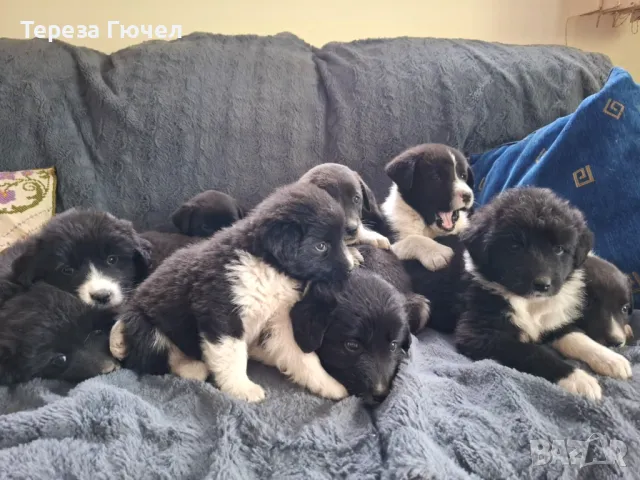 🐶 Каракачански ваксинирани кученца – здрави, обезпаразитени кученца каракачанки (каракачанка)🐾, снимка 6 - Каракачанска овчарка - 50196522