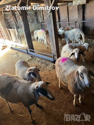 Продавам агнета(шилета), снимка 2 - Овце - 50832242