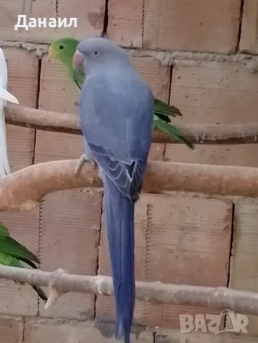 Малки александри , снимка 3 - Папагали - 47331677