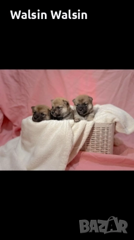 Шиба Ину с шампионски родословия на FCI