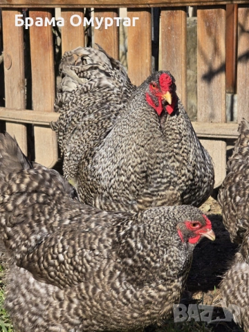 Продавам разплодни яйца от Кукувича Брама [Cuckoo Brahma]