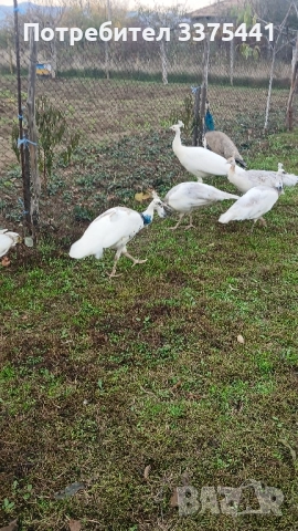 продавам пауни сребърни ,сребърни арлекини,Бели ,обикновени Индийски , снимка 2 - други­ - 52380620