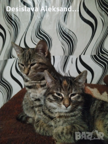 Подарявам много красиви домашни котенца , снимка 6 - Други - 52971480