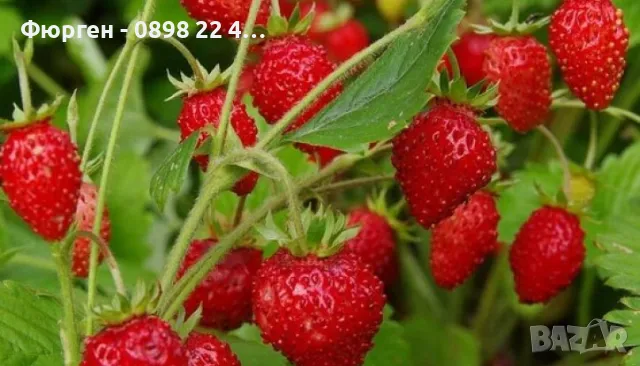 Горска Ягода Сорт Регина, снимка 3 - Разсади - 47466777