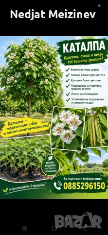 Каталпа фиданки