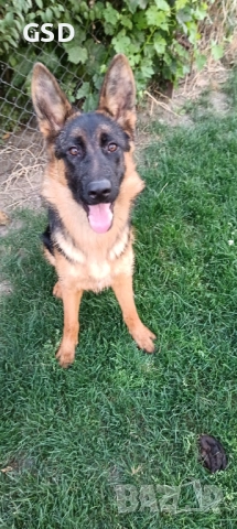 немска овчарка, снимка 3 - Немска овчарка - 49594494