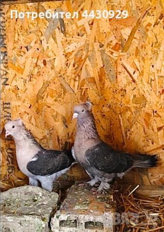 Мардини декорация и игра