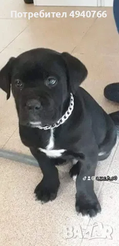 Кане Корсо.  
🐶🐶