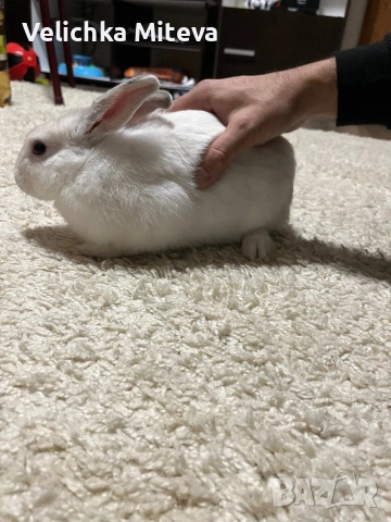  Декоративно Бяло Зайче на 6 месеца, снимка 3 - Други животни - 53488893
