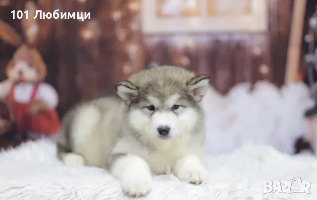 Аляски маламут 