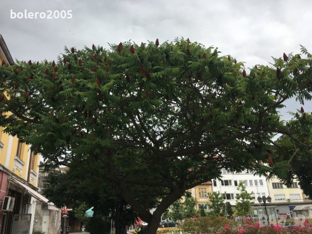 Рустифина/Влакнест шмак/, снимка 1