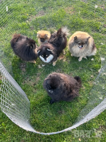 Померани , снимка 3 - Померан - 52179207