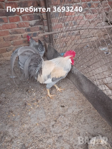 Продавам млади паунчета от миналата година, Лакенфелдер и изабелова лехорна, снимка 2 - други­ - 53682762