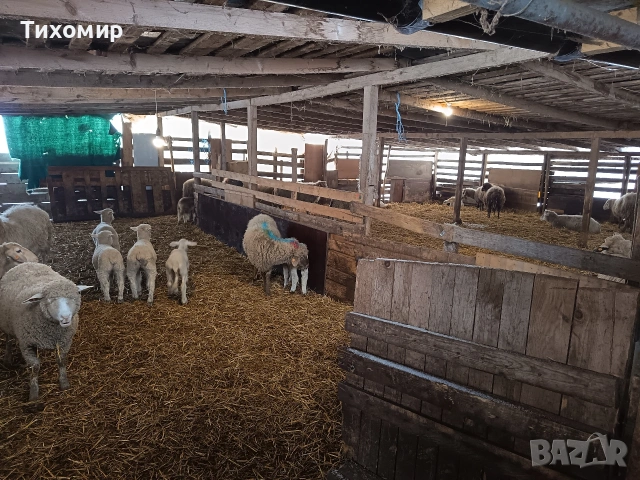 продавам агънца-23+кг