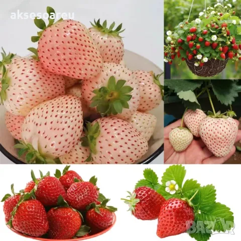 100 високо качествени семена от плод бяла ягода органични плодови ягодови семена от вкусни ягоди отл, снимка 3 - Разсади - 47607460