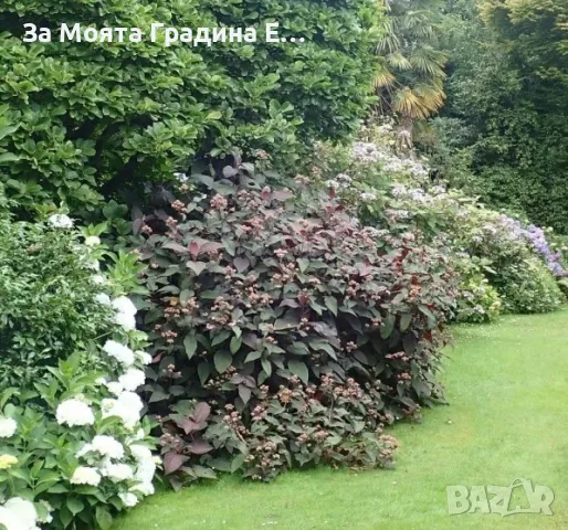 Горещ шоколад - Хортензия, снимка 3 - Градински цветя и растения - 49422148