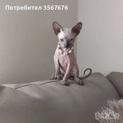 Чистокръвни канадски сфинксове