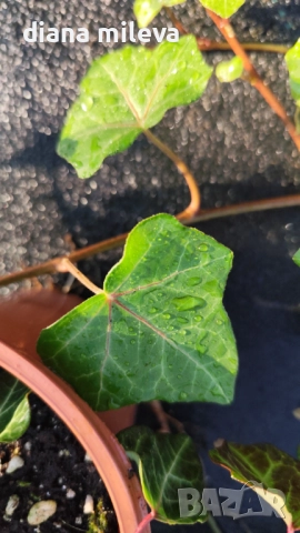 Обикновен бръшлян (hedera helix), студоустойчив, снимка 10 - Градински цветя и растения - 48092539