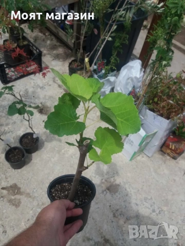 Смокиня сорт Бурса, снимка 3 - Градински цветя и растения - 53626866