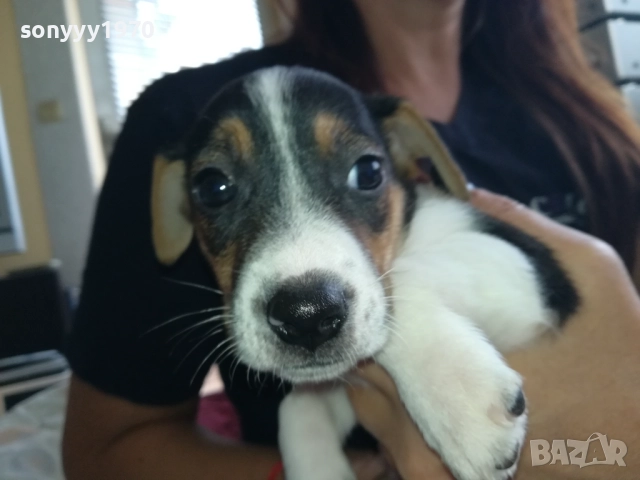 МЪЖКАР-ДЖАК РЪСЕЛ-ПОСЛЕДНА БРОЙКА!!! 2909251715, снимка 8 - Джак ръсел териер - 51880586