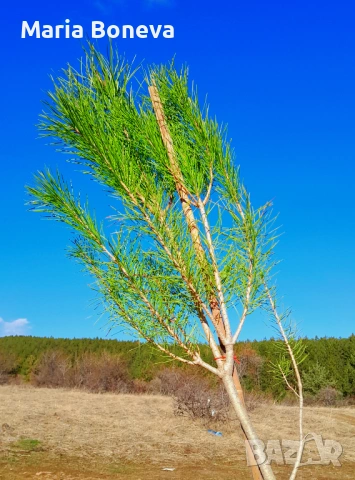 Пиния каменен бор 140 см, снимка 6 - Градински цветя и растения - 53845928