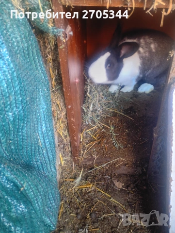 Мъжки заек град. ПАЗАРДЖИК , снимка 3 - Други - 53817598